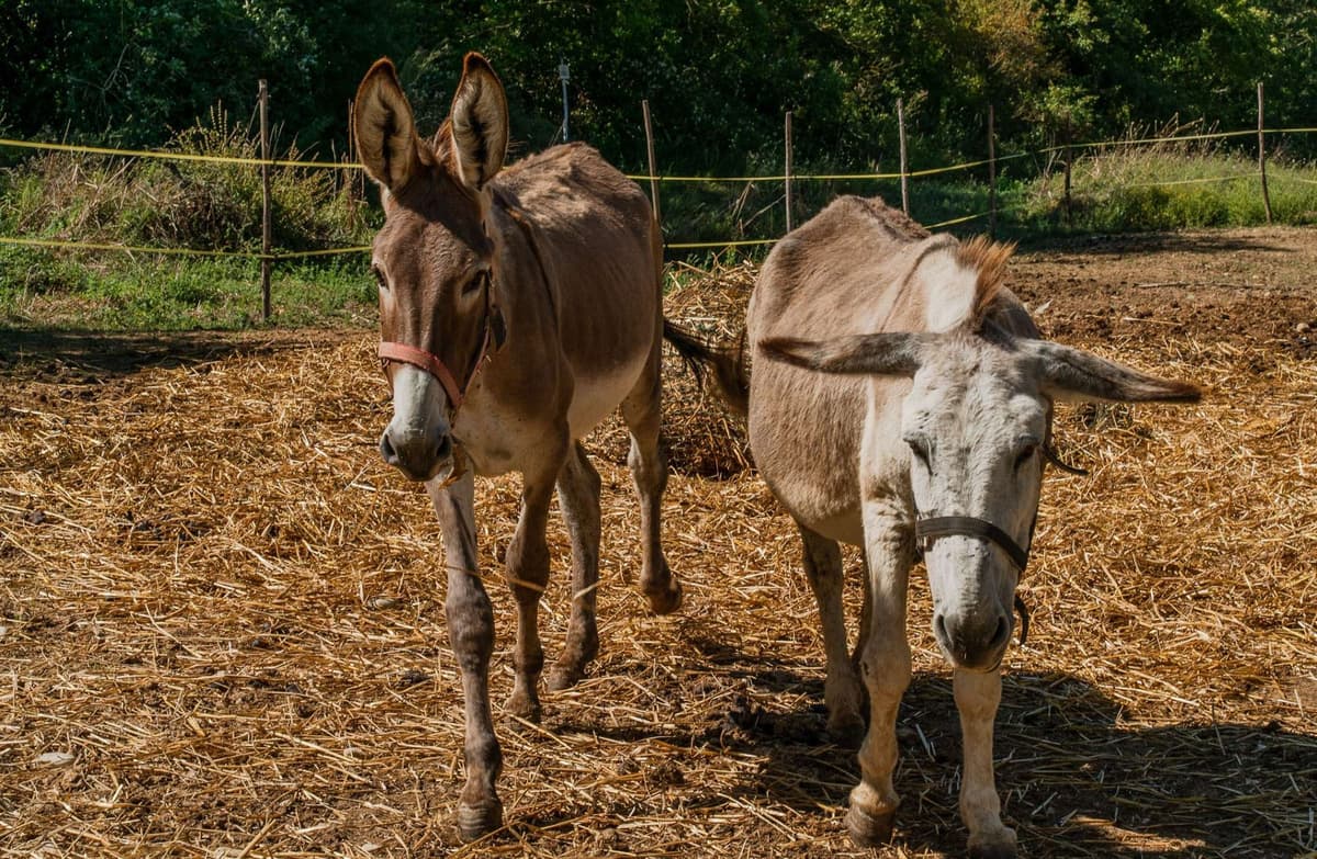 Walk with Donkeys and Olive Oil Tasting in Florence