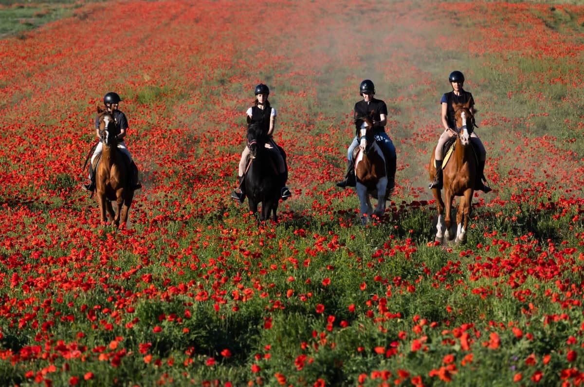 Ride in Rome with meal and wine included