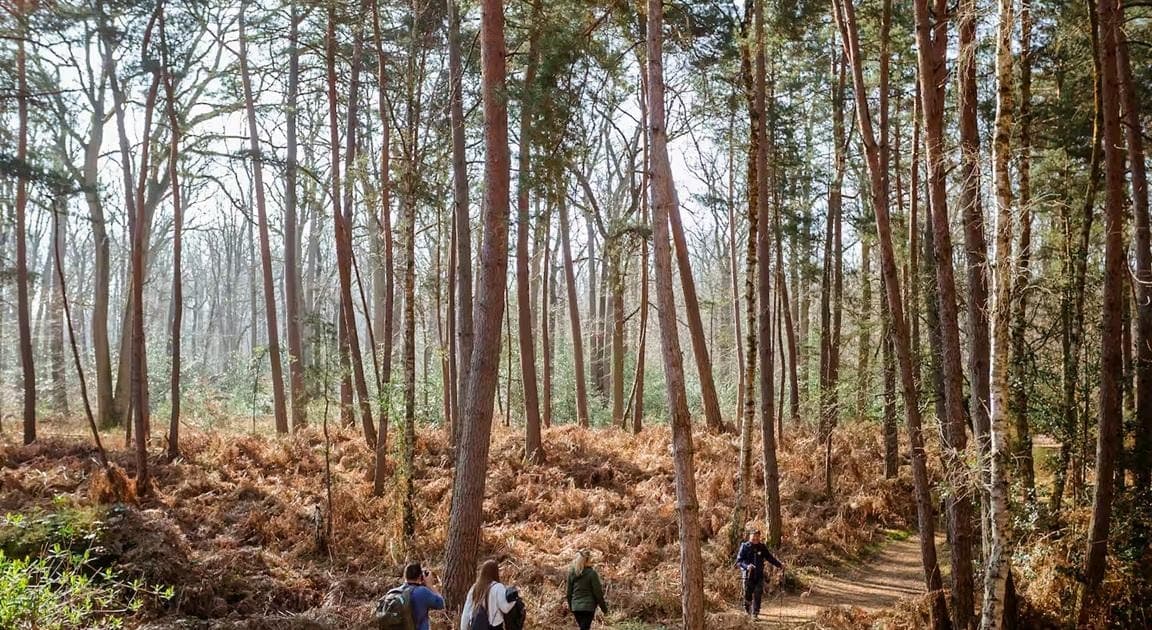 Hiking Adventure in the Fontainebleau Forest