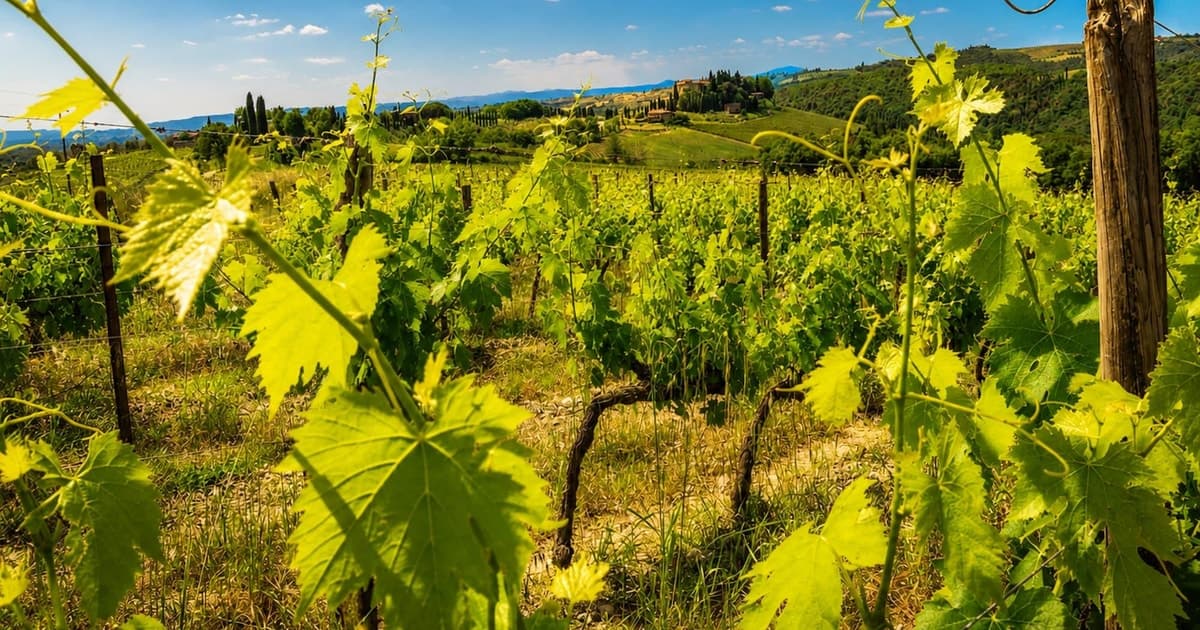 From Florence: Chianti Wine Experience & Tuscan Flavors