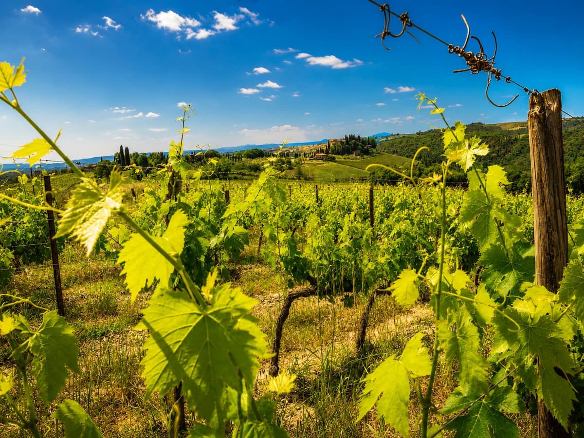 From Florence: Chianti Wine Experience & Tuscan Flavors