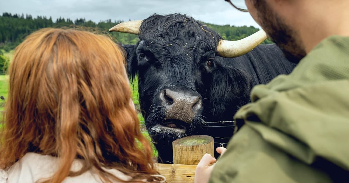 Hairy Coos & Highland Views: A Short Escape from Edinburgh