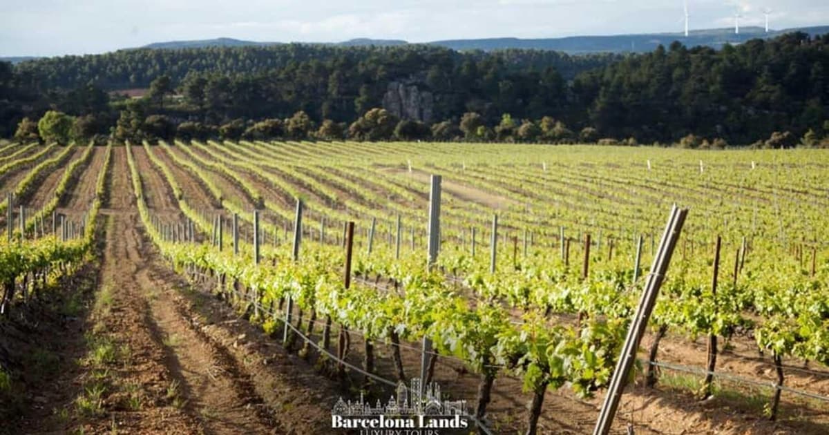 Barcelona: Tour Luxury for Priorat, Wine tasting & Lunch