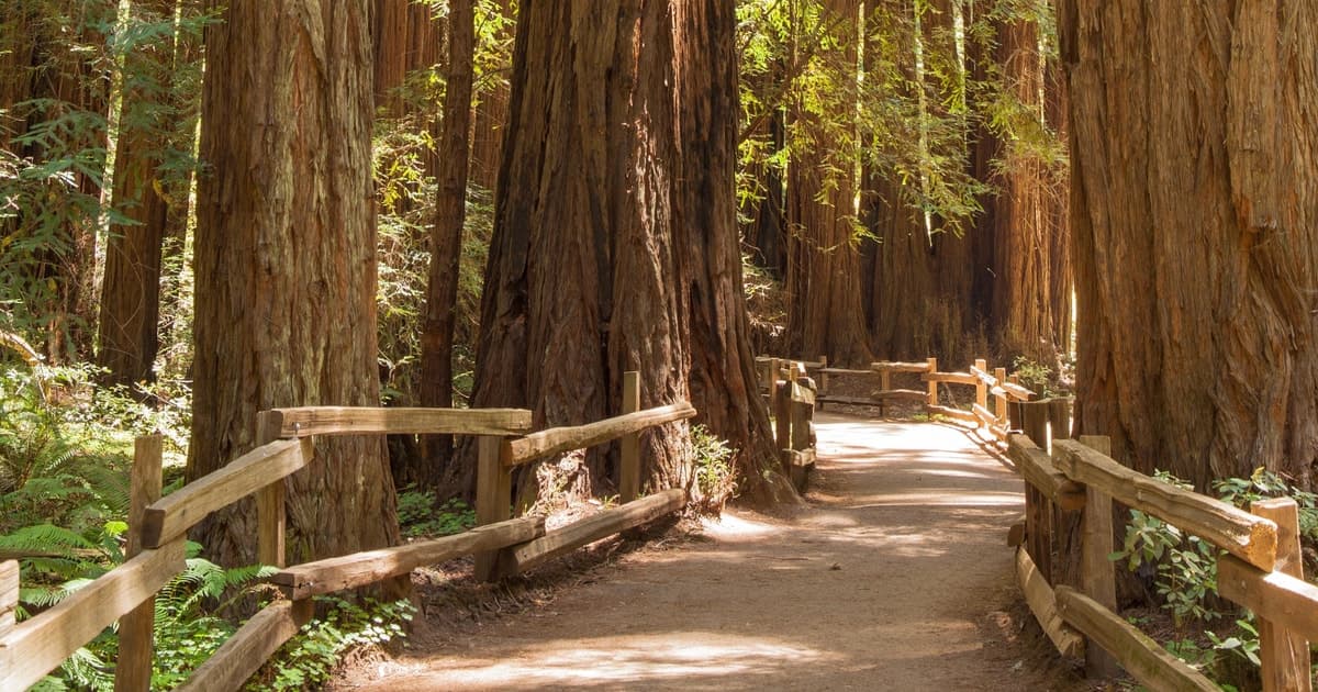 San Francisco: Muir Woods and Sausalito Small Group Tour