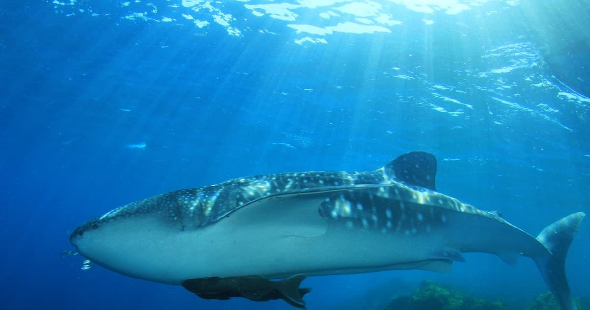 Cancún: natación estacional con tiburones ballena y turismo