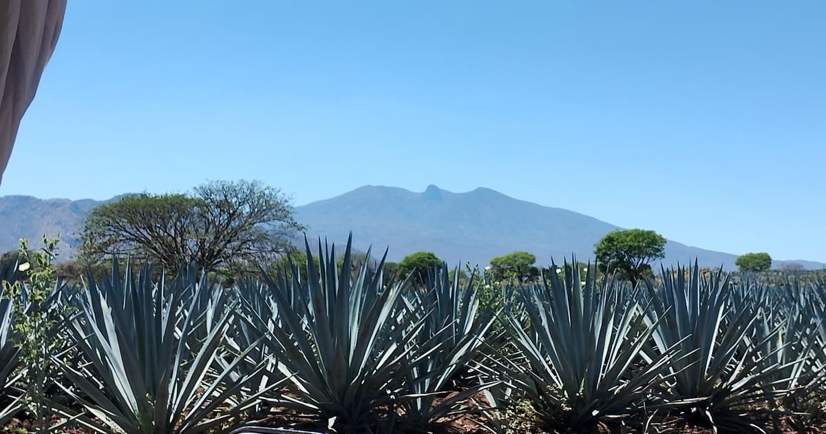 Guadalajara: tour del tequila con visita a destilería y degustación