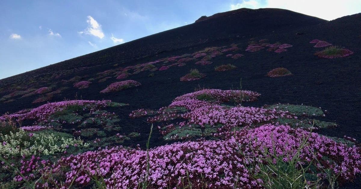 Etna: tour matutino en 4x4 con cueva volcánica y degustación típica