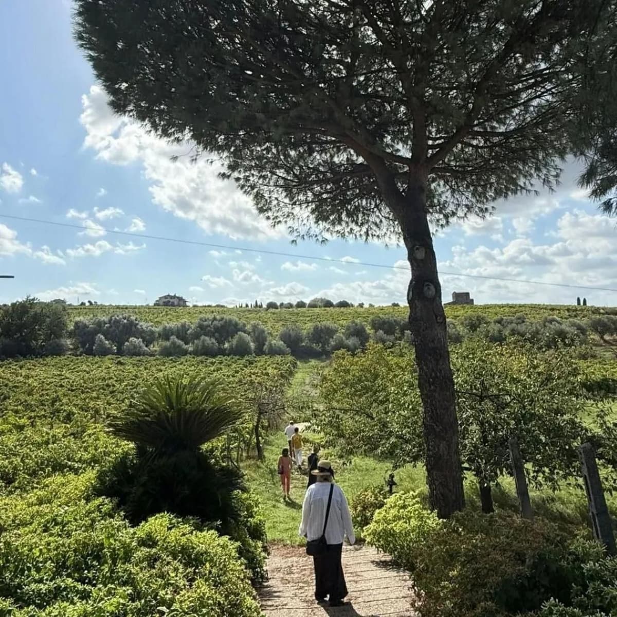 Rome: Guided Visit to an Organic Winery and Wine Tasting in Frascati