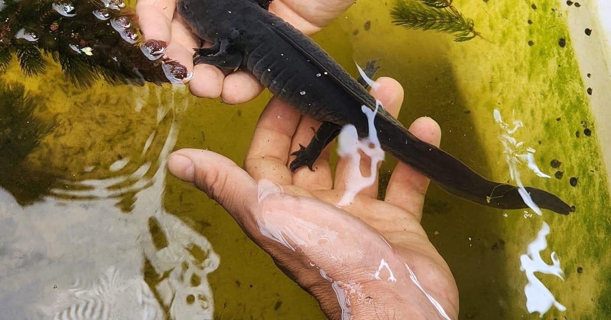 Xochimilco: tour en barco por una chinampa y para ver ajolotes