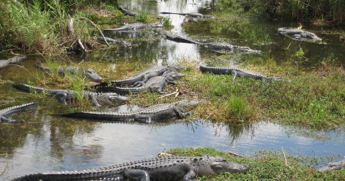Traslado de ida y vuelta en hidrodeslizador por los Everglades y taxi acuático gratis