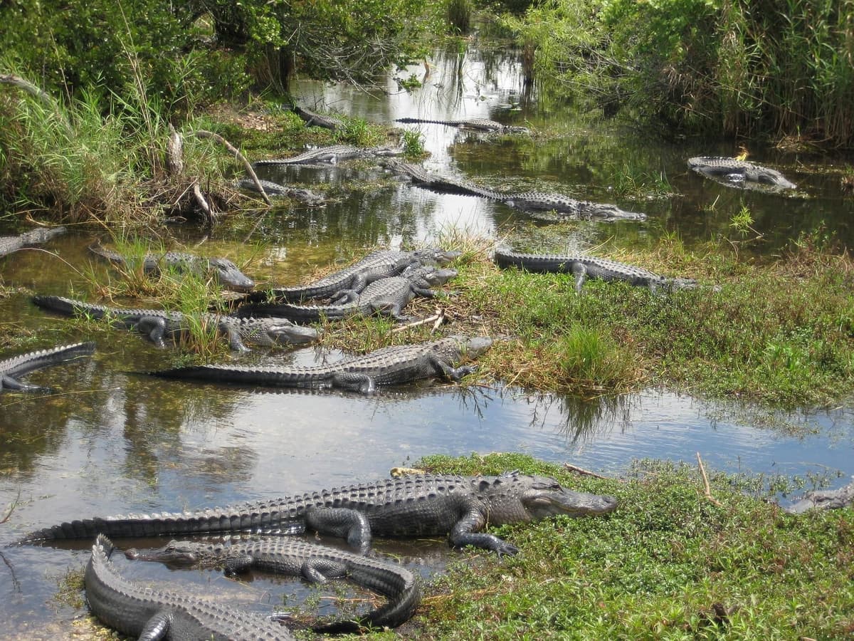 Miami Everglades Airboat Roundtrip Transfer & Free Watertaxi