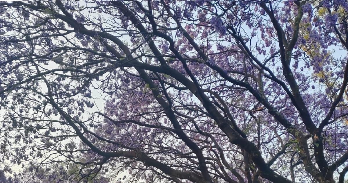 Ciudad de México: tour privado de running con chocolate caliente