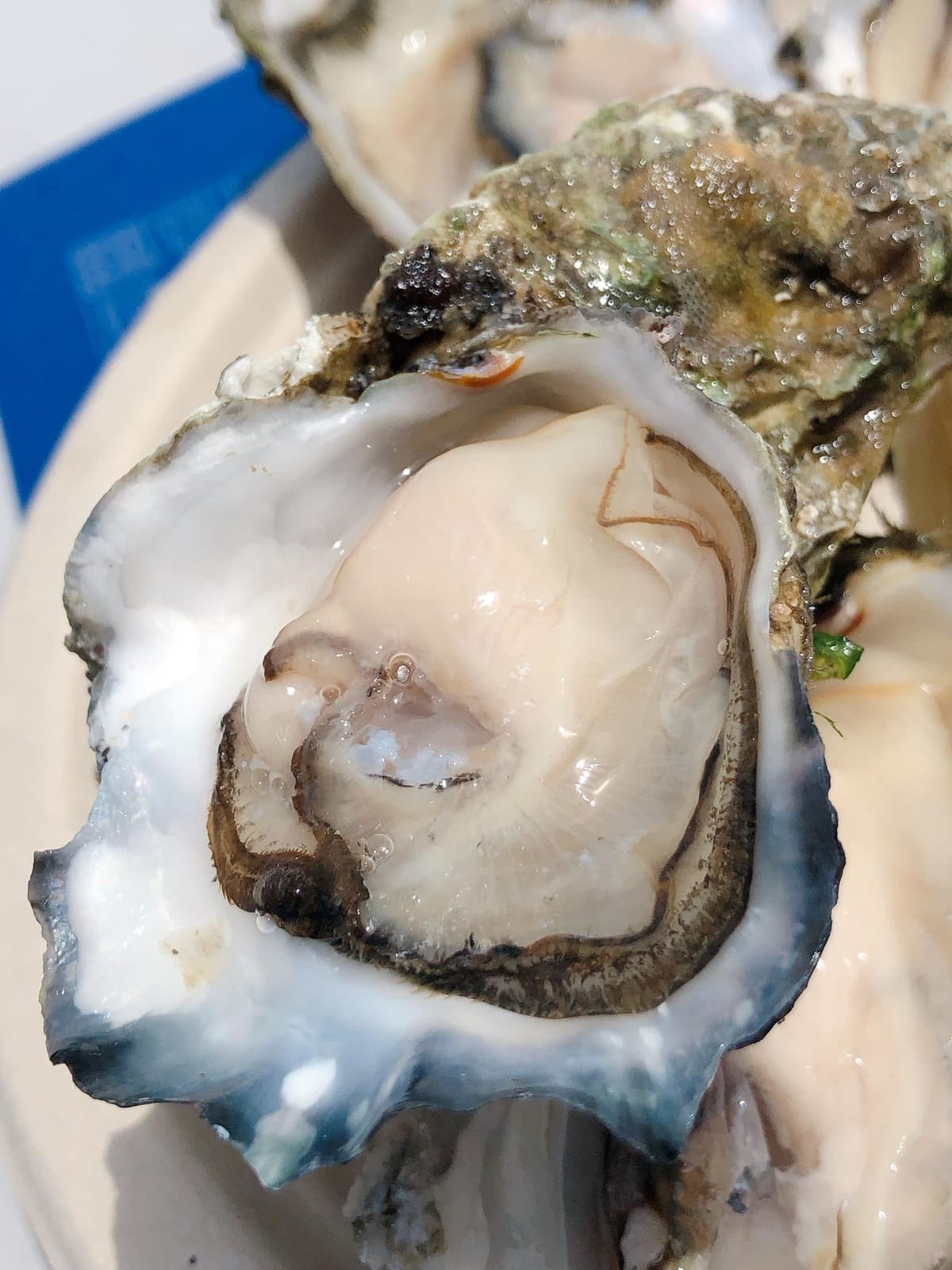 Madrid Centro, Palacio: Oysters and Champagne Workshop