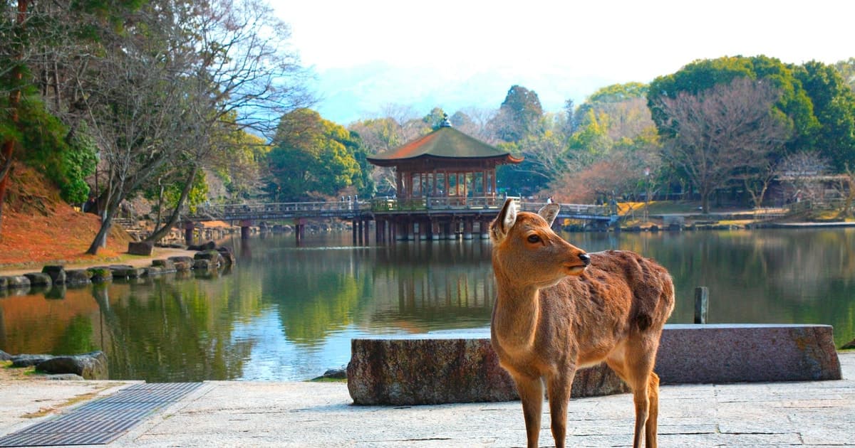 Desde Osaka: viaje a Himeji, Kobe y Nara