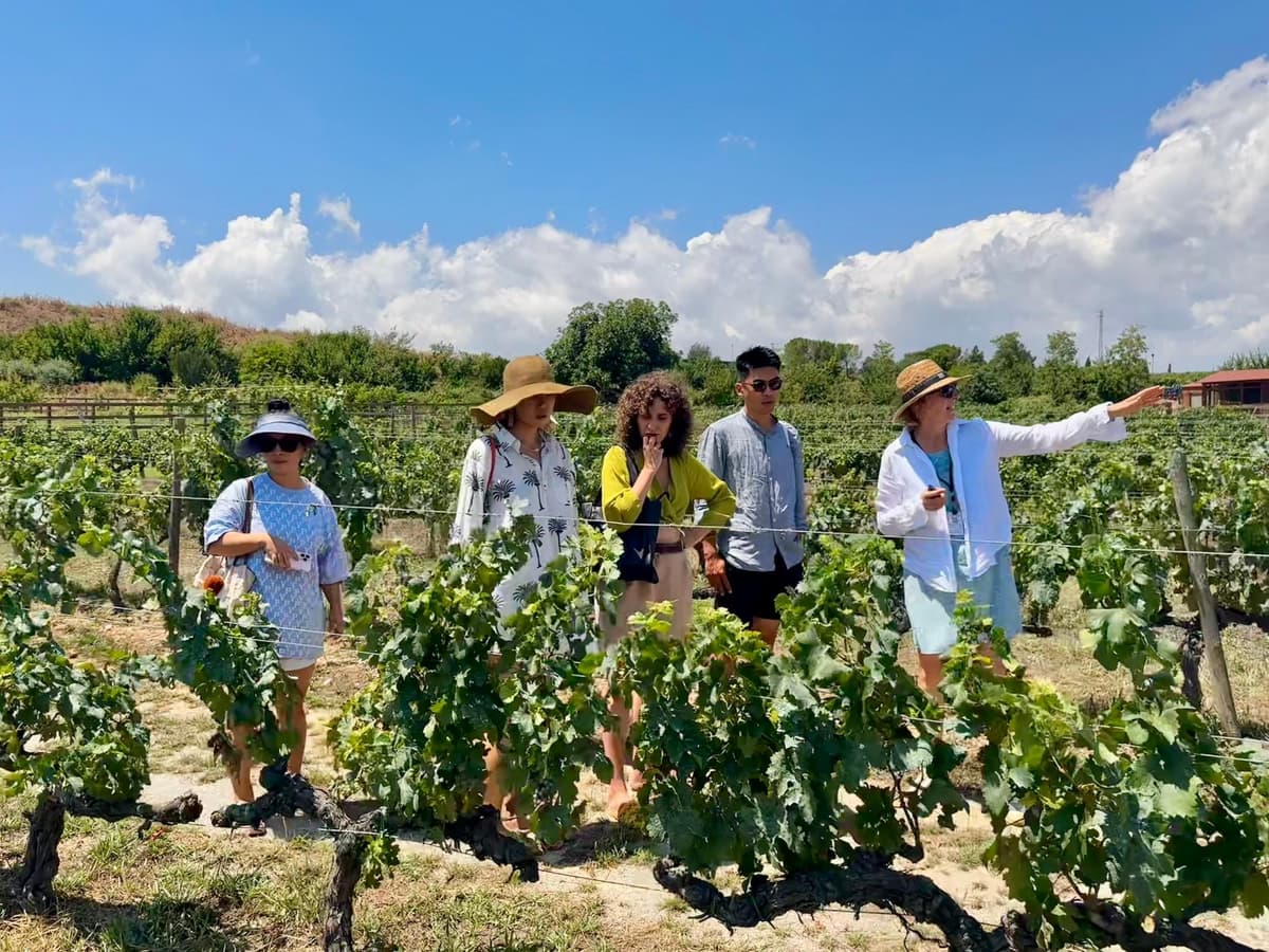 Barcelona: visita a la bodega Torres con brunch y cata de vinos