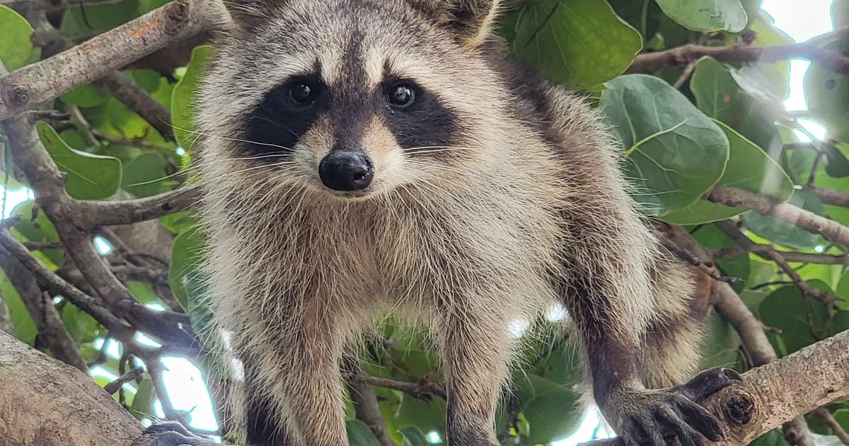 Raccoon Island: Exploration on SUP/Kayak