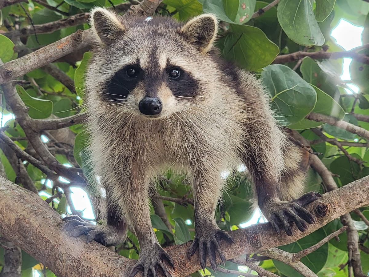Raccoon Island: Exploration on SUP/Kayak