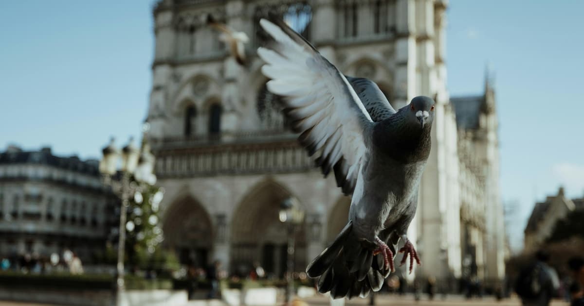 Puntos destacados de Notre-Dame: visita guiada por el exterior (FR, ES)