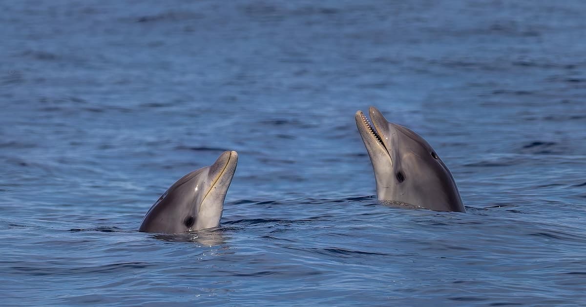 Desde Can Picafort: crucero de avistamiento de delfines y cuevas