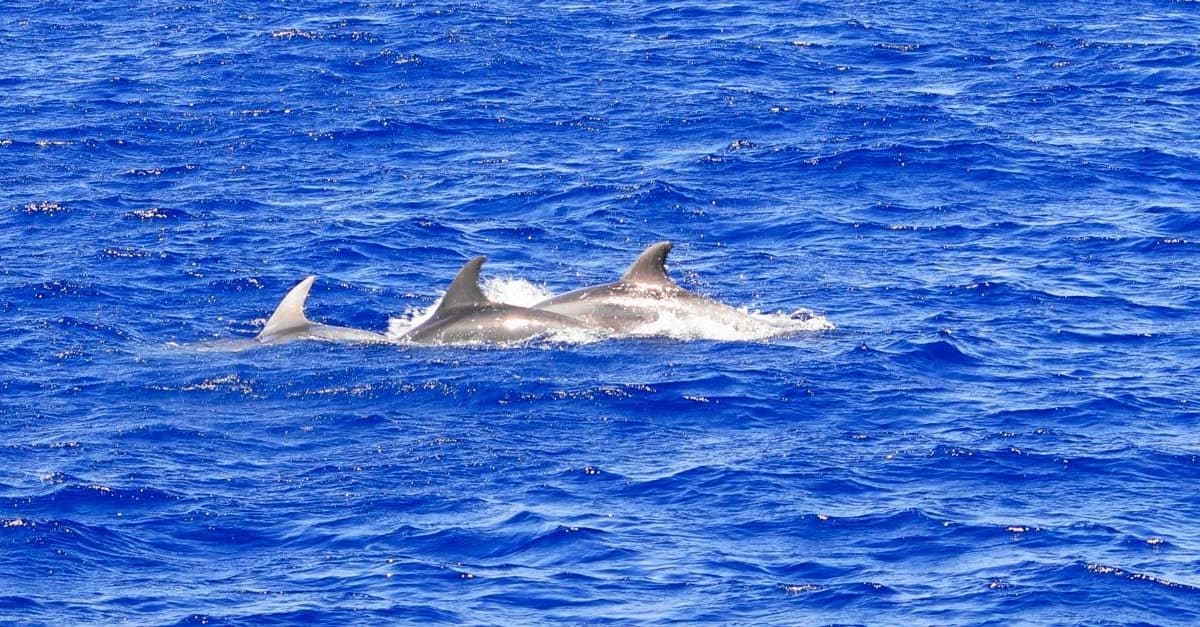 Santa Ponsa: crucero para ver delfines