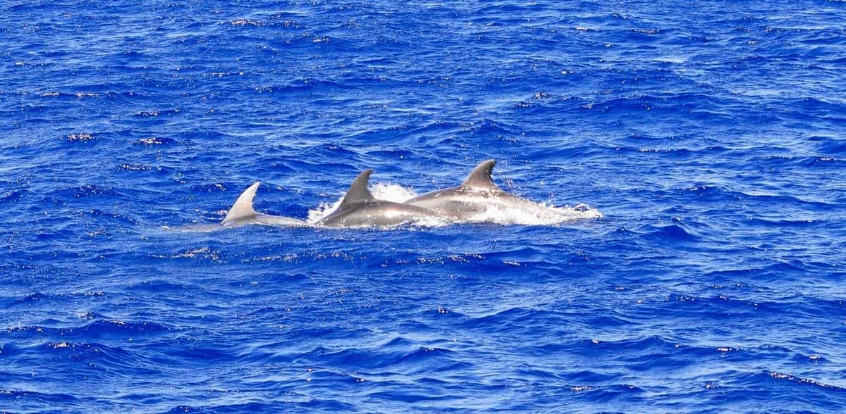 Santa Ponsa: crucero para ver delfines