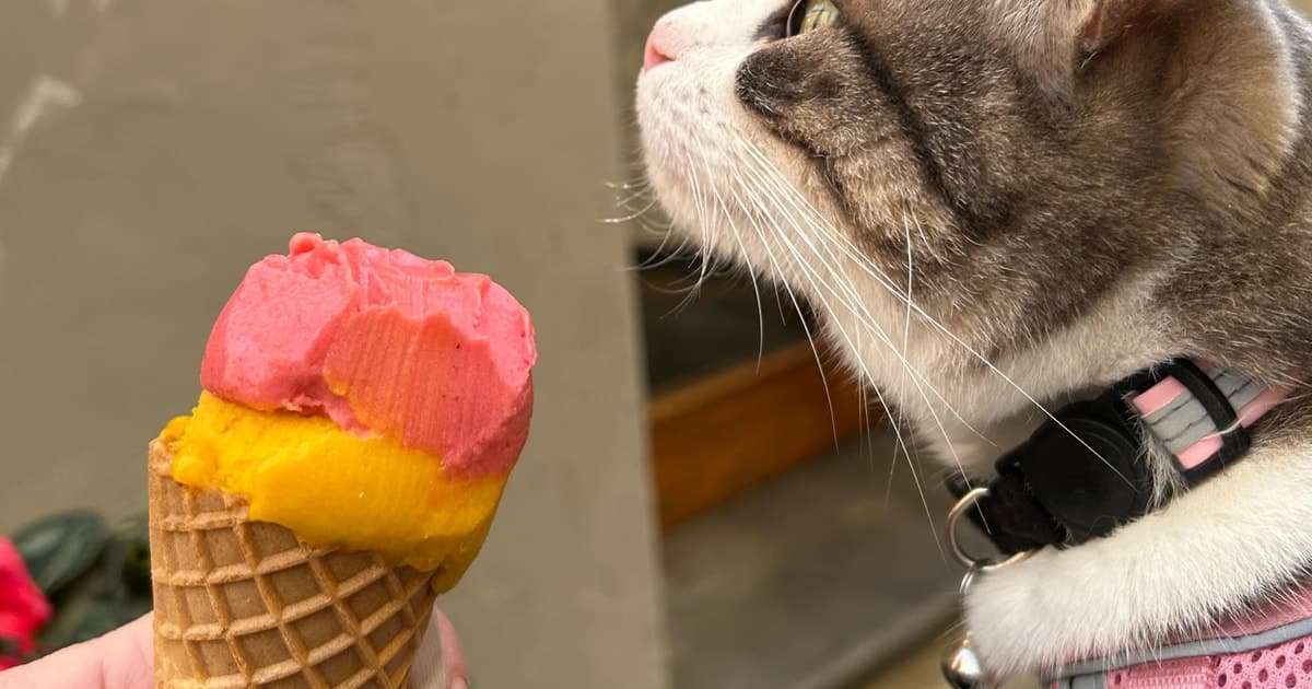 With the Roman cat: Rome, Trastevere tour