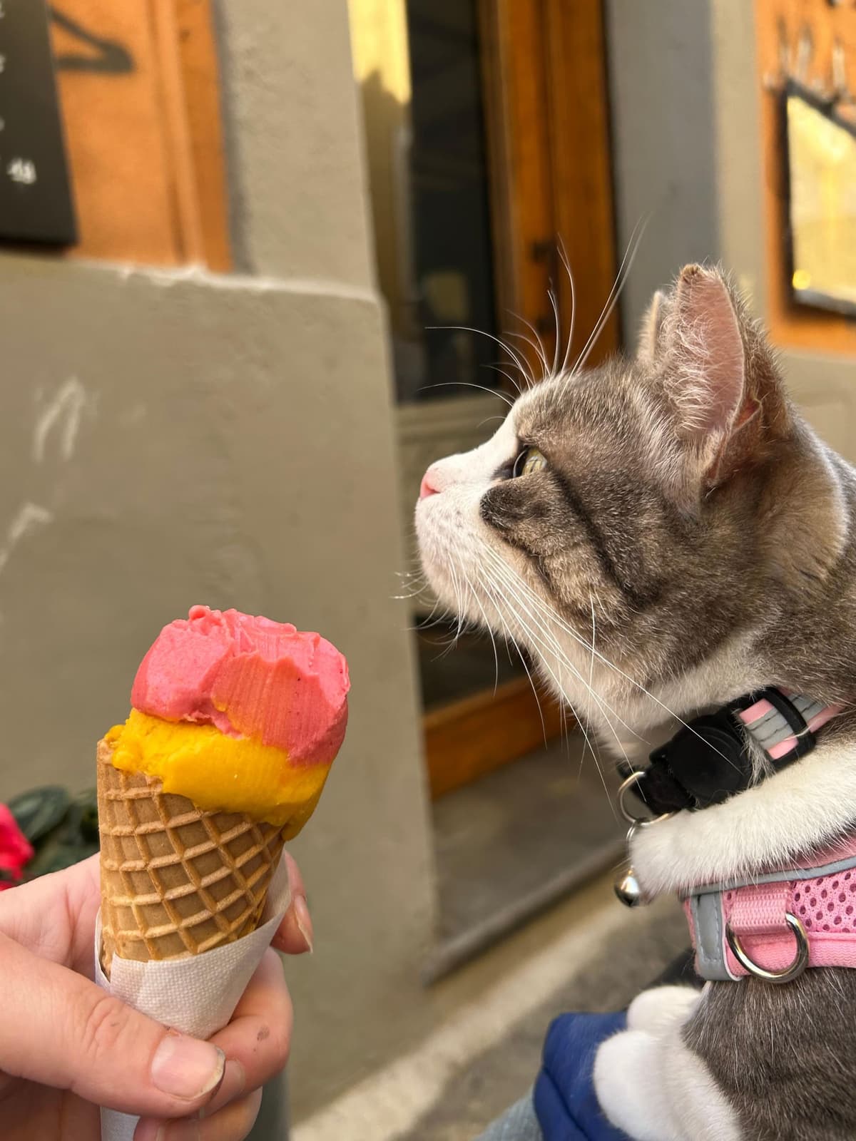Con el gato romano: Roma, recorrido por el Trastevere