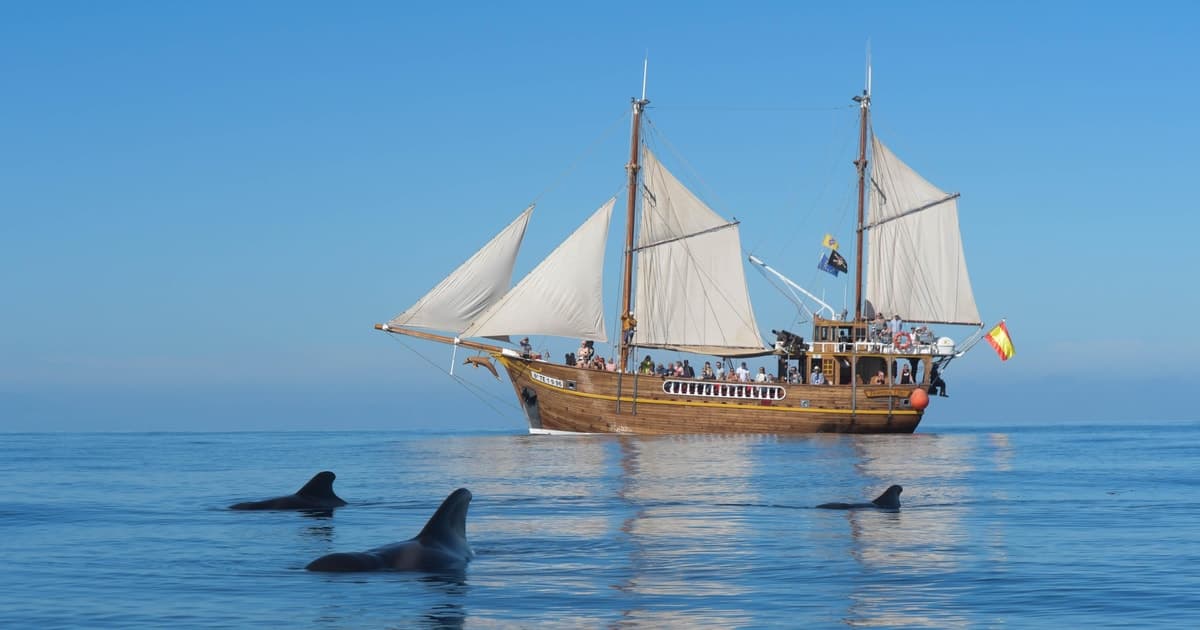 Los Gigantes: tour de avistamiento de delfines y ballenas en un barco pirata