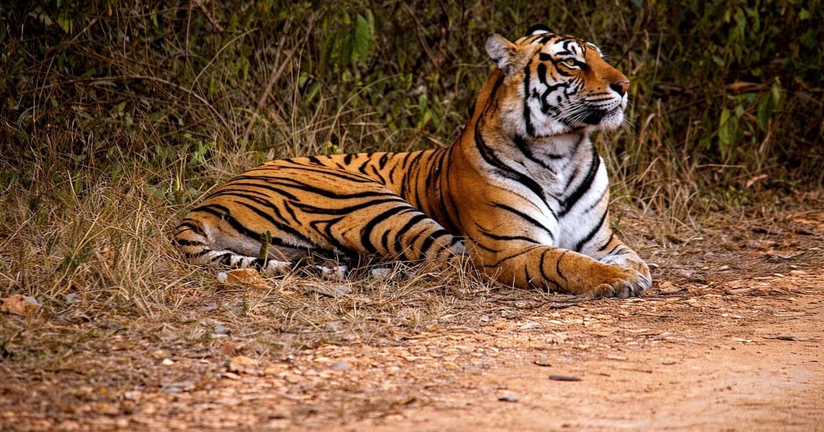 Bandhavgarh National Park: Tiger Safari by Jeep or Canter