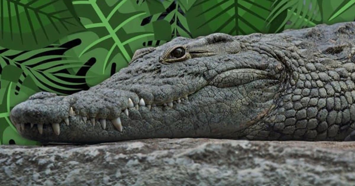 Cancún: Aventura en lancha rápida y avistamiento de cocodrilos