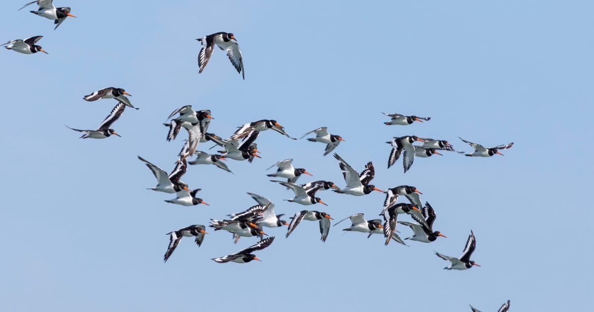 Birdwatching Boat Tour in the Tagus Estuary