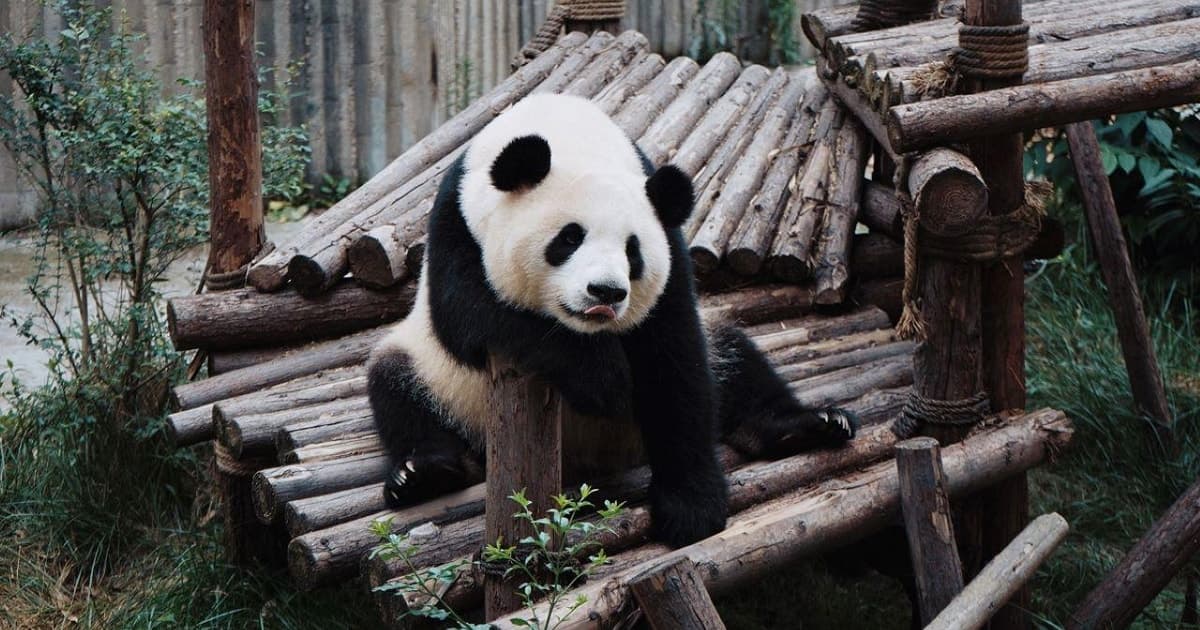 Lisbon: Visit the Zoo and take a Tagus River Cruise