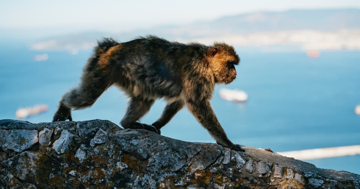 From Malaga: Tour of Gibraltar optional Rock Tour