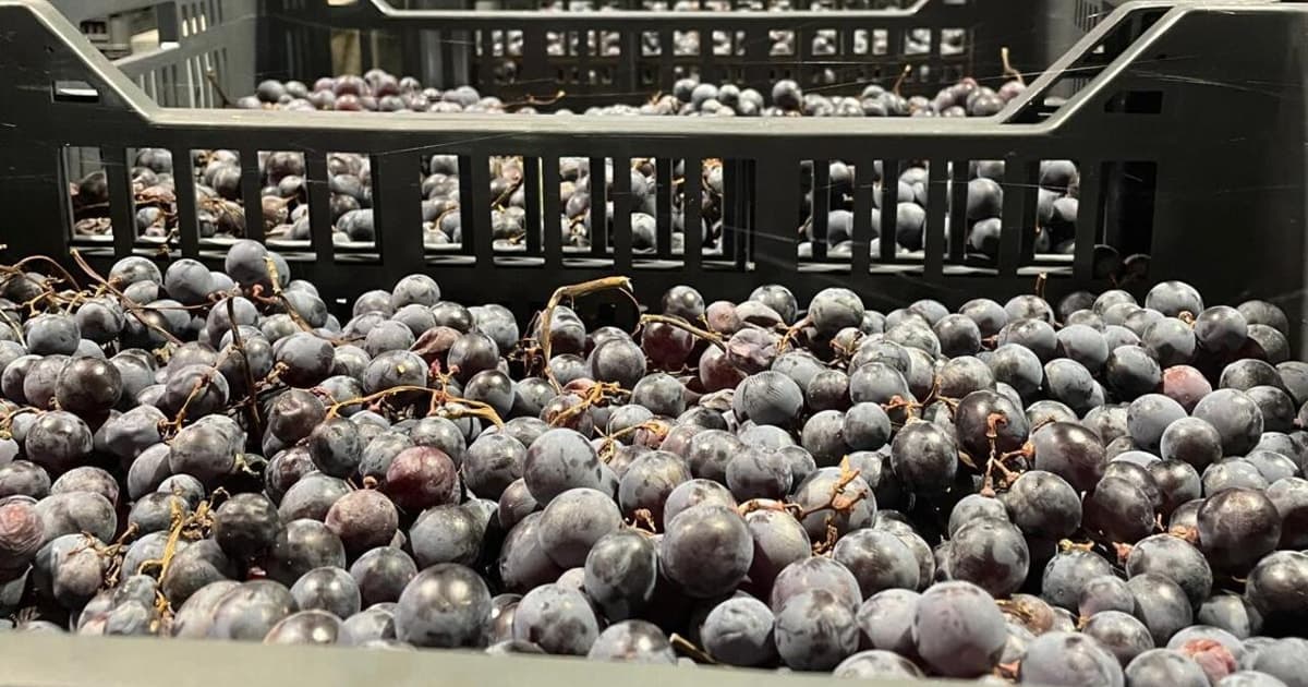 From Verona: Valpolicella and Amarone full day private tour