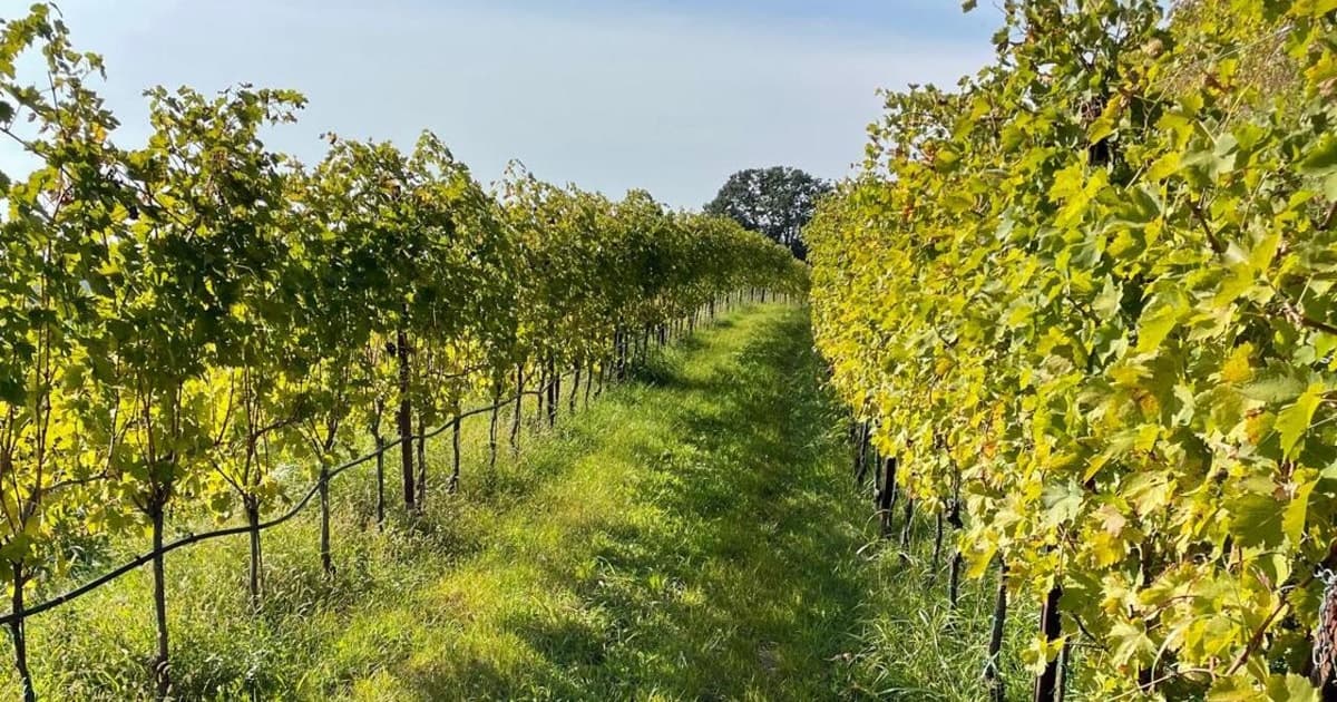 Verona: private tour of Soave and Amarone