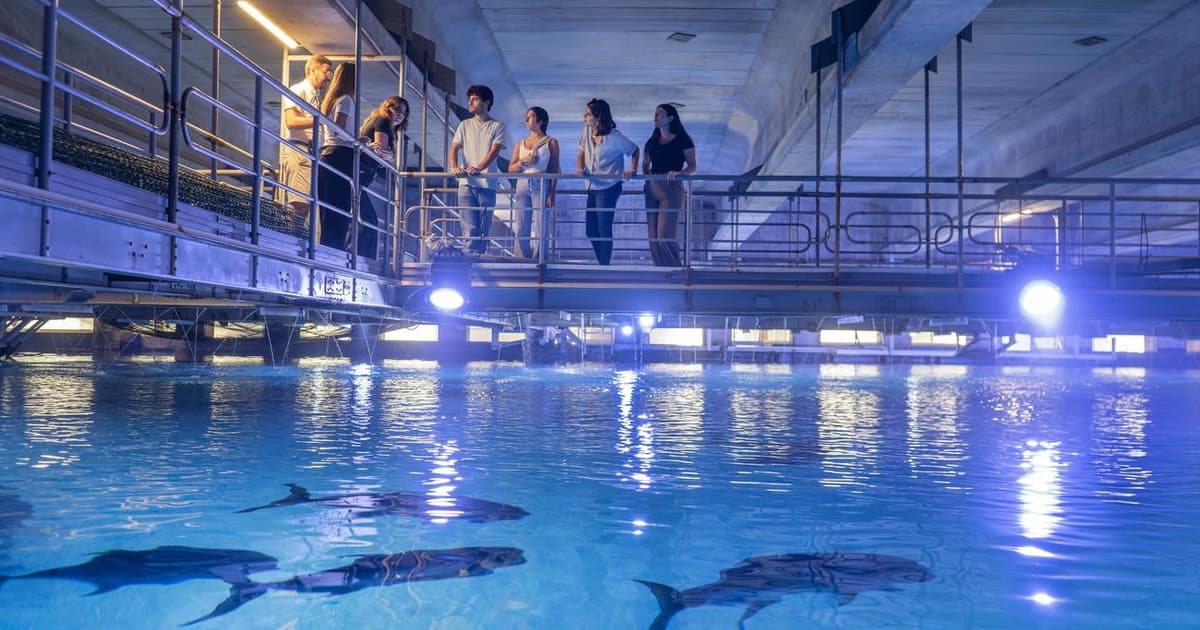 Entrada al Oceanogràfic de Valencia con visita entre bastidores en español