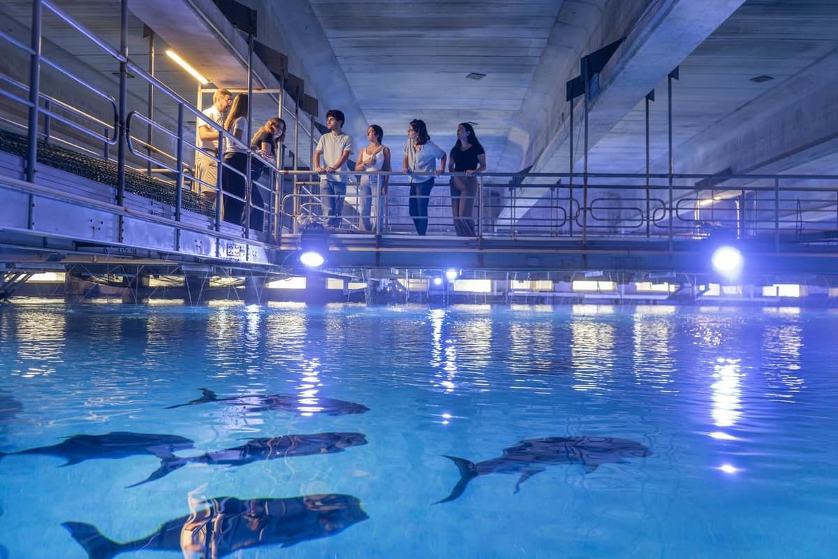 Entrada al Oceanogràfic de Valencia con visita entre bastidores en español