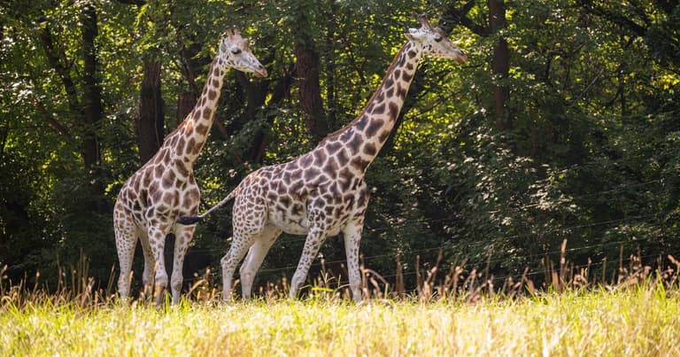 Bronx Zoo Tickets in New York City