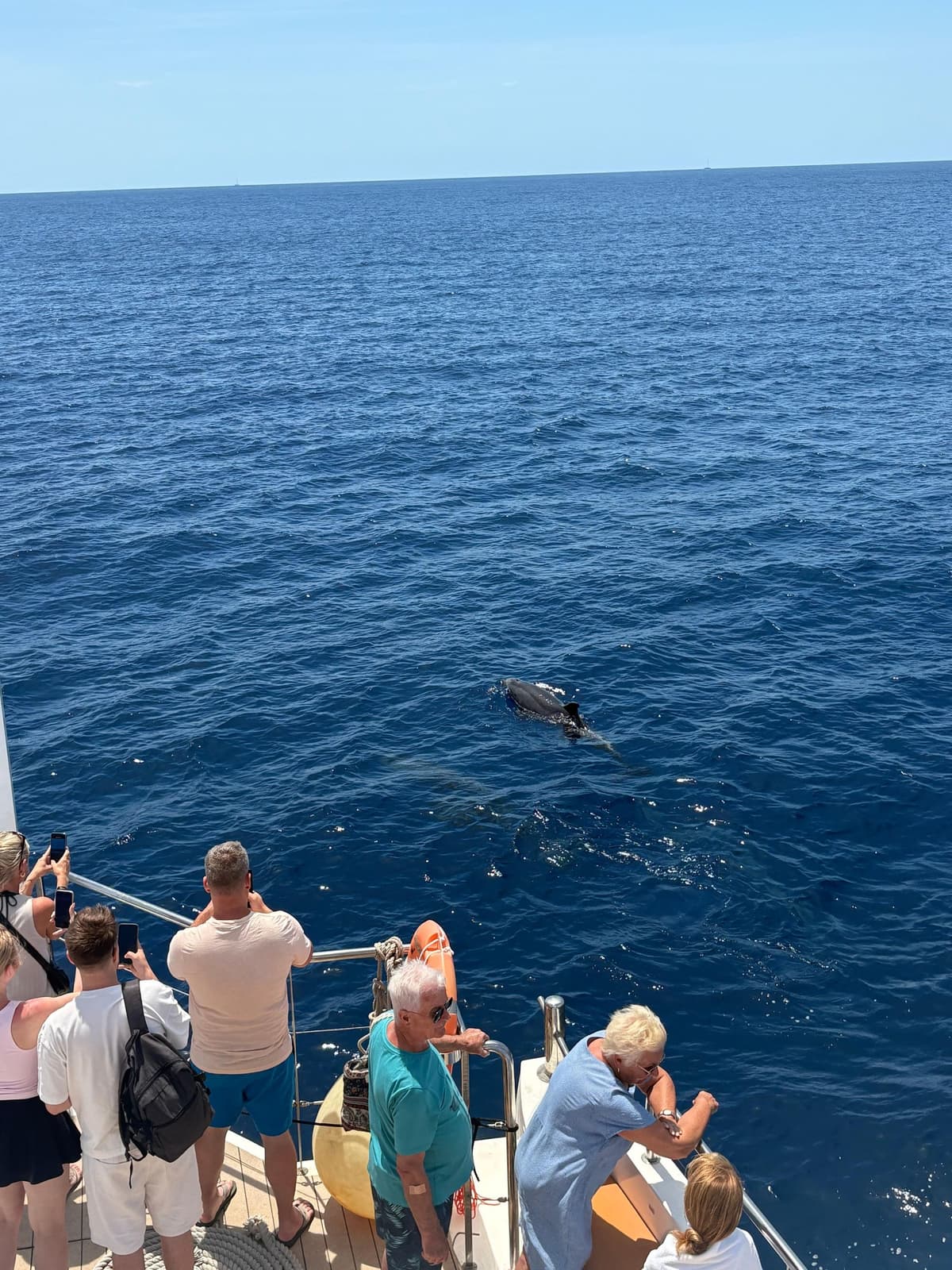 PALMA CRUISES: avistamiento de delfines por la mañana