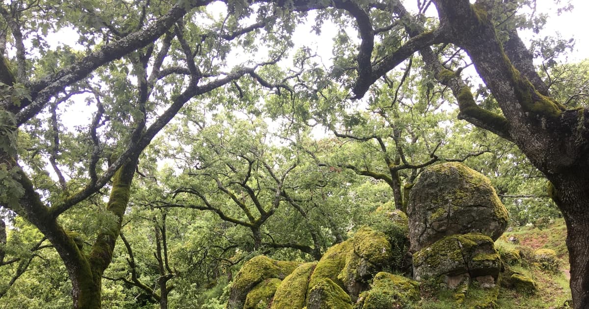 Gredos: Senderismo guiado por el Bosque de Vettón