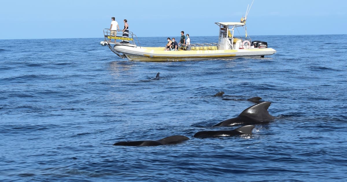 Los Gigantes: Tour de avistamiento de ballenas y delfines en lancha rápida