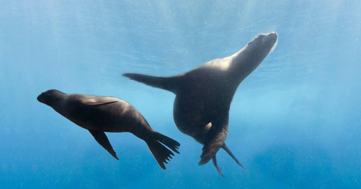 Cancún: nadar e interactuar con leones marinos en Isla Mujeres y buffet