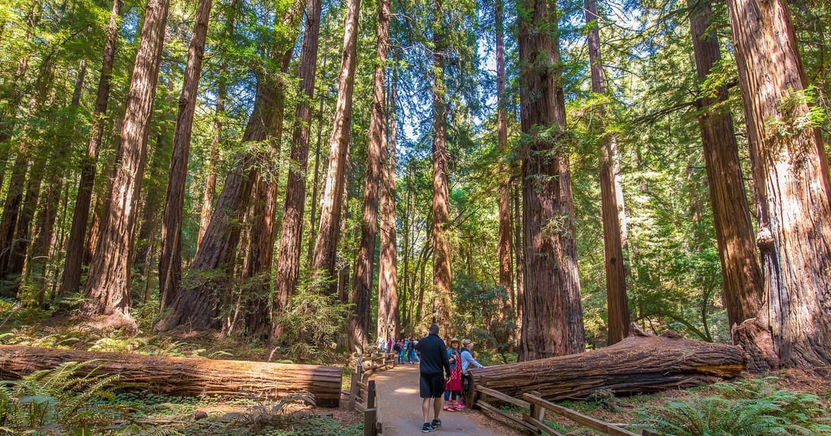 San Francisco: City Tour & Muir Woods, Half or Full Day