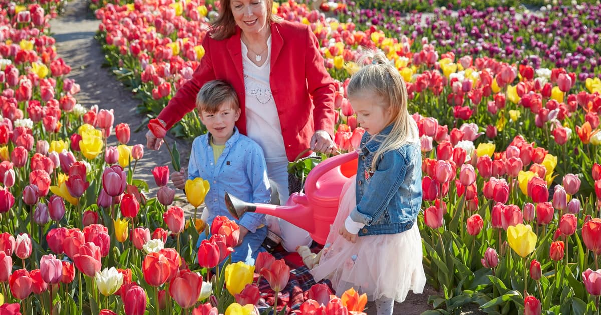 From Amsterdam: Tulip Field Experience – The Tulip Barn