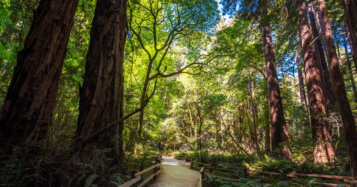 San Francisco: Muir Woods, San Francisco and Sausalito Tour