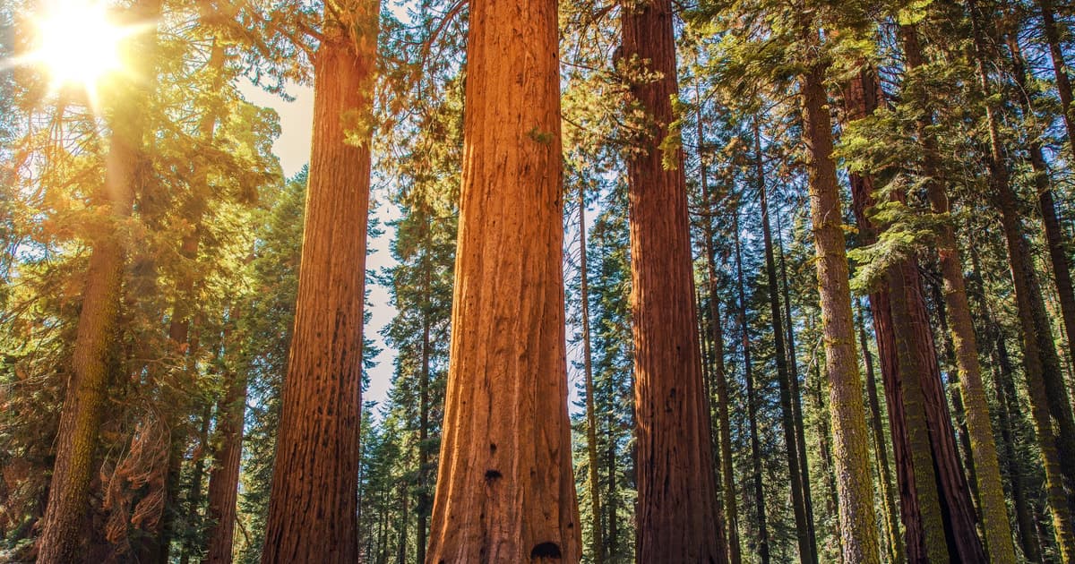 San Francisco: Muir Woods & Sausalito Half-Day Tour