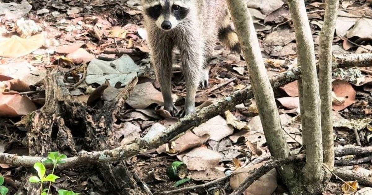 Aventura de kayak y surf de remo entre la fauna salvaje en Raccoon Island, Miami