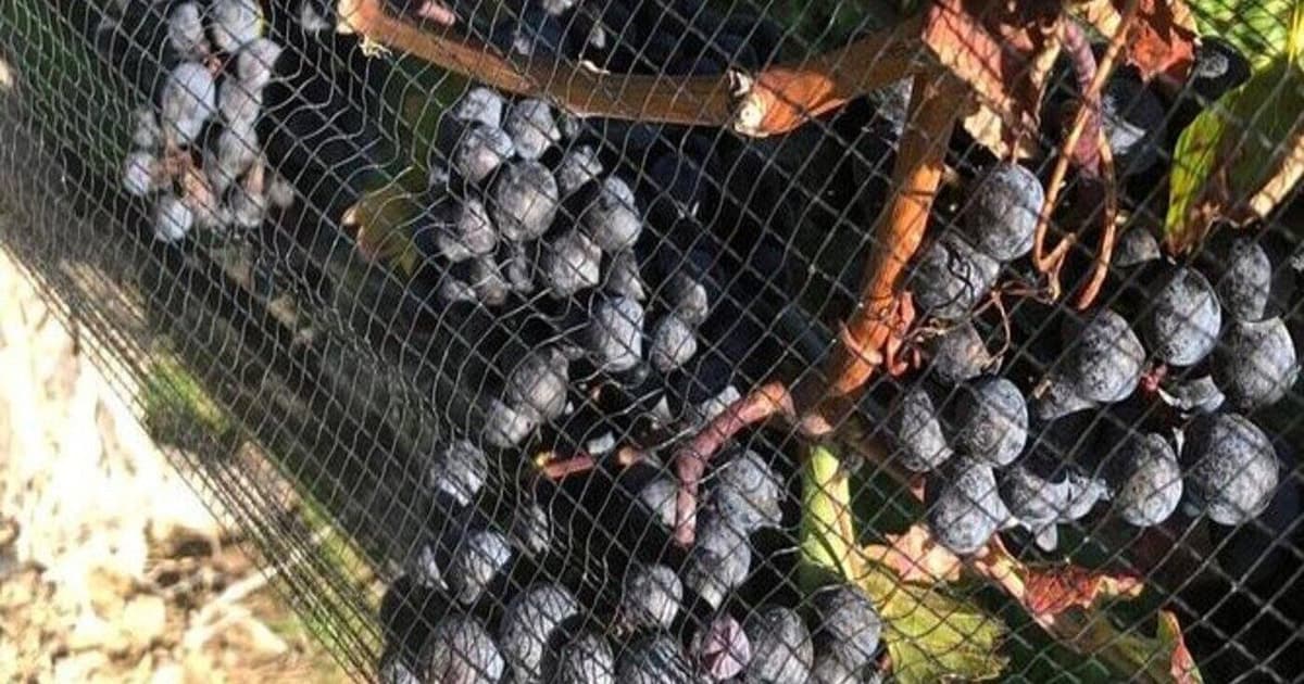 Toronto: Private Wine Tour to Niagara-on-the-Lake