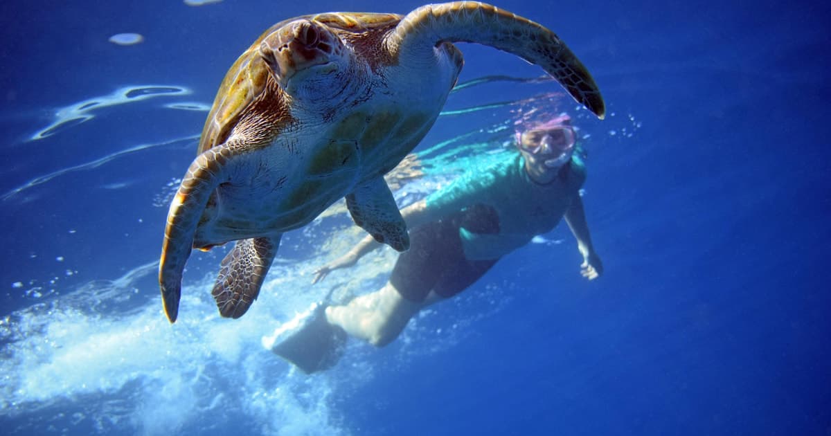 Kayak y esnórquel en un rico ecosistema marino con vídeos gratuitos