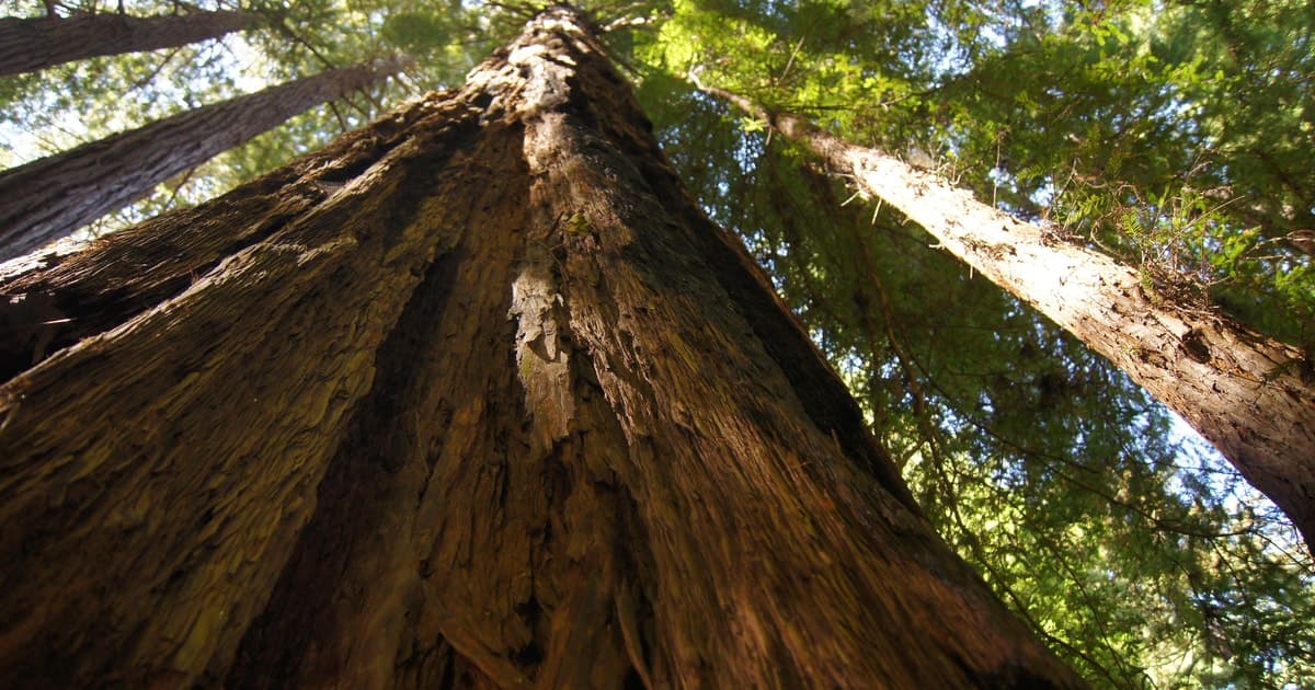 San Francisco: Muir Woods Tour & Golden Gate Bay Cruise